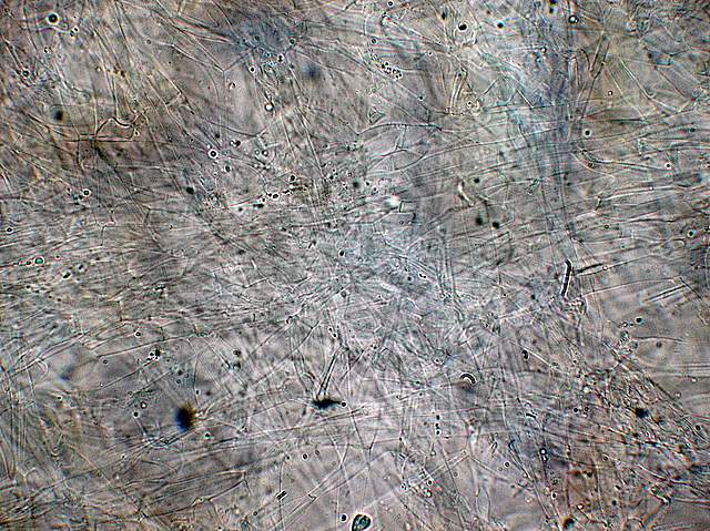 Camarophyllopsis atrovelutina  (Romagn.)  Argaud